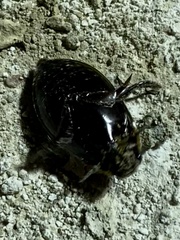 Thermonectus basillaris basillaris