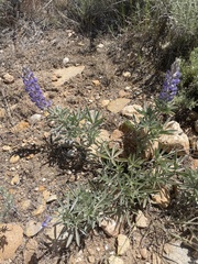 Lupinus argenteus