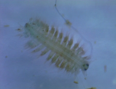 Phyllodocida