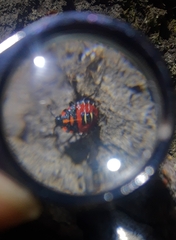 Tylospilus chilensis