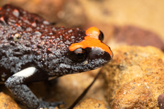 Pseudophryne australis