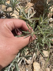 Lupinus argenteus