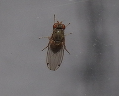 Gitona distigma