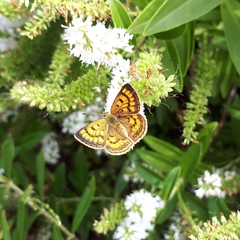 Lycaena edna