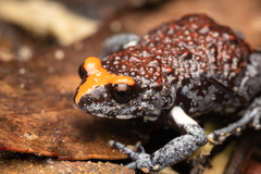 Pseudophryne australis