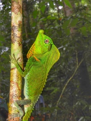 Lyriocephalus scutatus