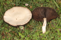 Agaricus andrewii