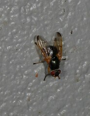 Lamprogaster imperialis