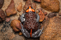 Pseudophryne australis