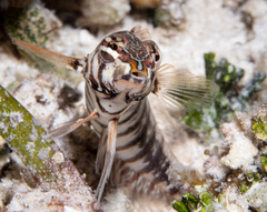 Sharpnose Sandperch photo 3