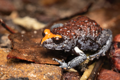 Pseudophryne australis