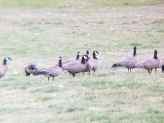 Branta hutchinsii
