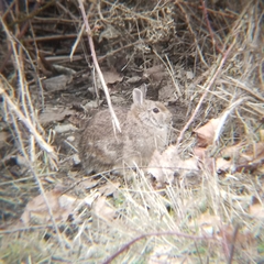 Sylvilagus floridanus