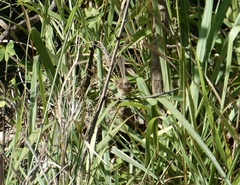 Malurus