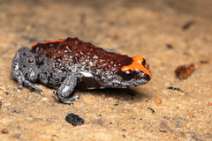 Pseudophryne australis