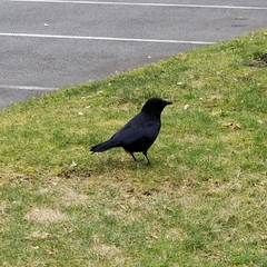 Corvus brachyrhynchos