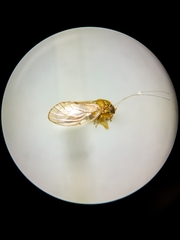 Insnesia extrema