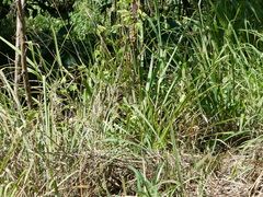 Malurus