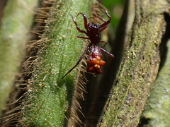Micrathena pichincha