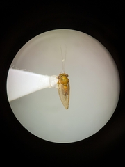 Insnesia extrema
