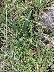 Chlorogalum pomeridianum