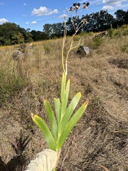 Iris domestica