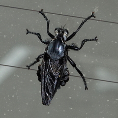 Blepharotes splendidissimus