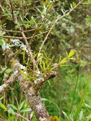 Korthalsella clavata