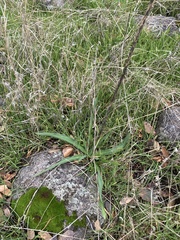 Chlorogalum pomeridianum