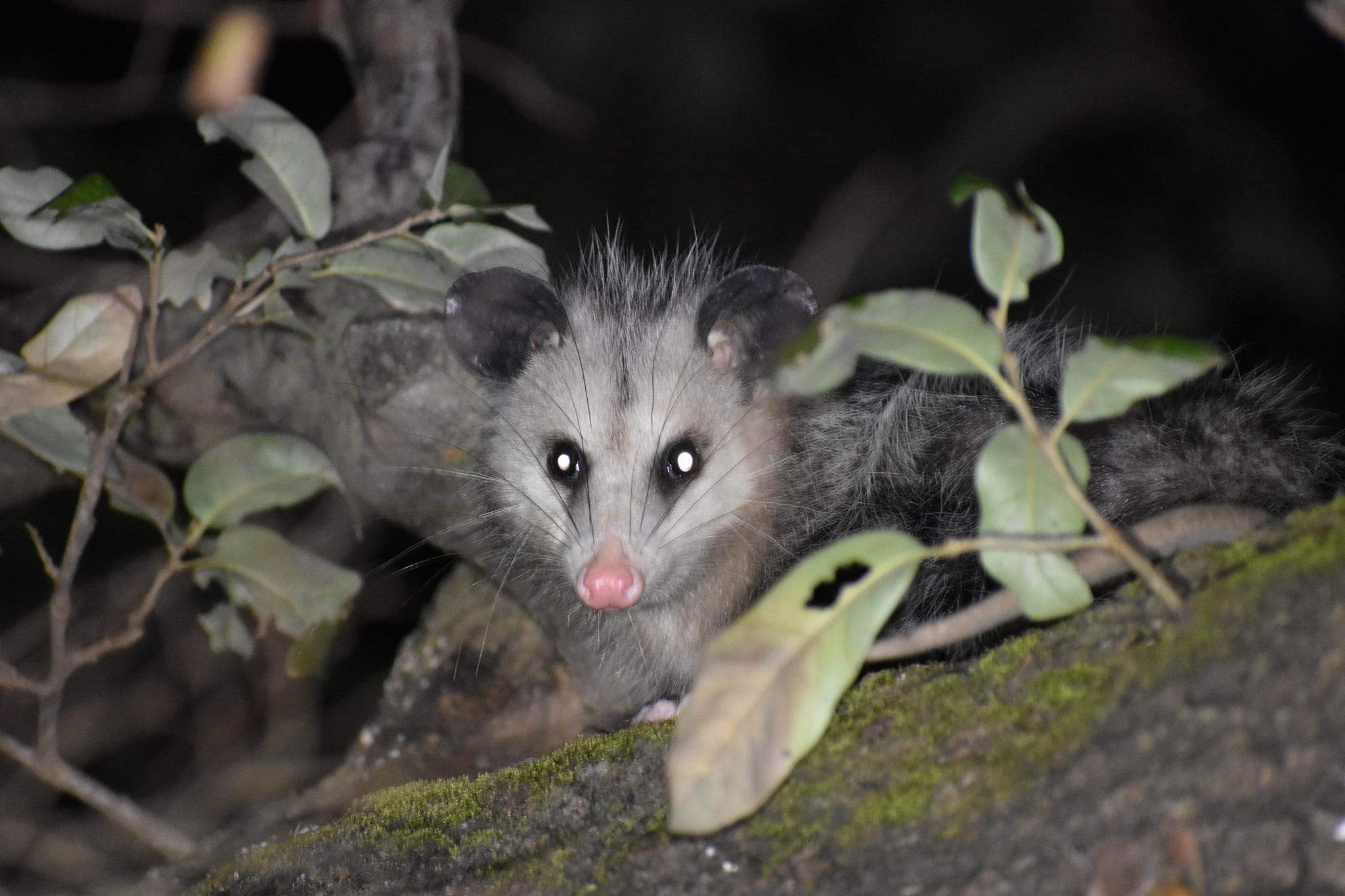 Didelphis virginiana<br>14 February, 2023
