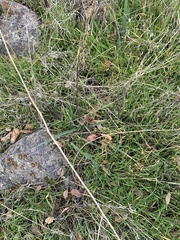 Chlorogalum pomeridianum