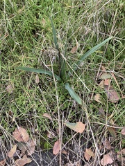 Chlorogalum pomeridianum