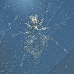 Blepharotes splendidissimus