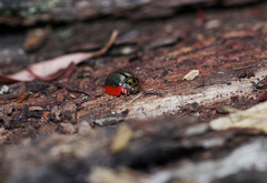 Paropsisterna agricola