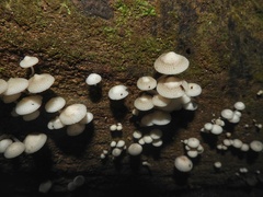 Favolaschia manipularis