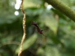 Micrathena pichincha