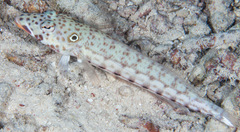 Parapercis clathrata