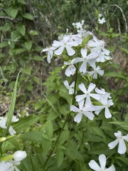 Saponaria officinalis