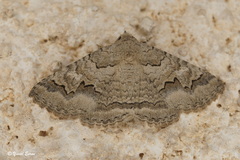 Pericyma squalens