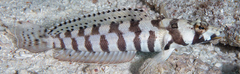 Parapercis tetracantha
