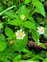 Lantana camara