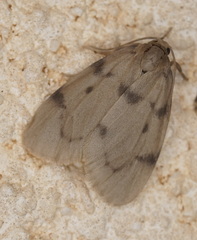 Paidia cinerascens