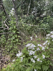 Saponaria officinalis