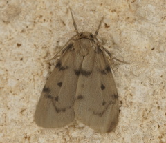 Paidia cinerascens