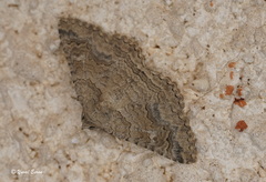 Pericyma squalens