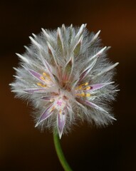 Ptilotus drummondii