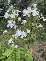 Saponaria officinalis