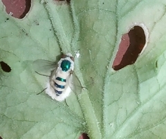 Entomophthora