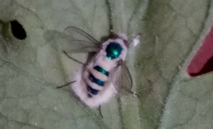 Entomophthora