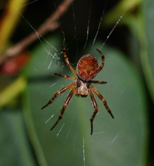Salsa brisbanae